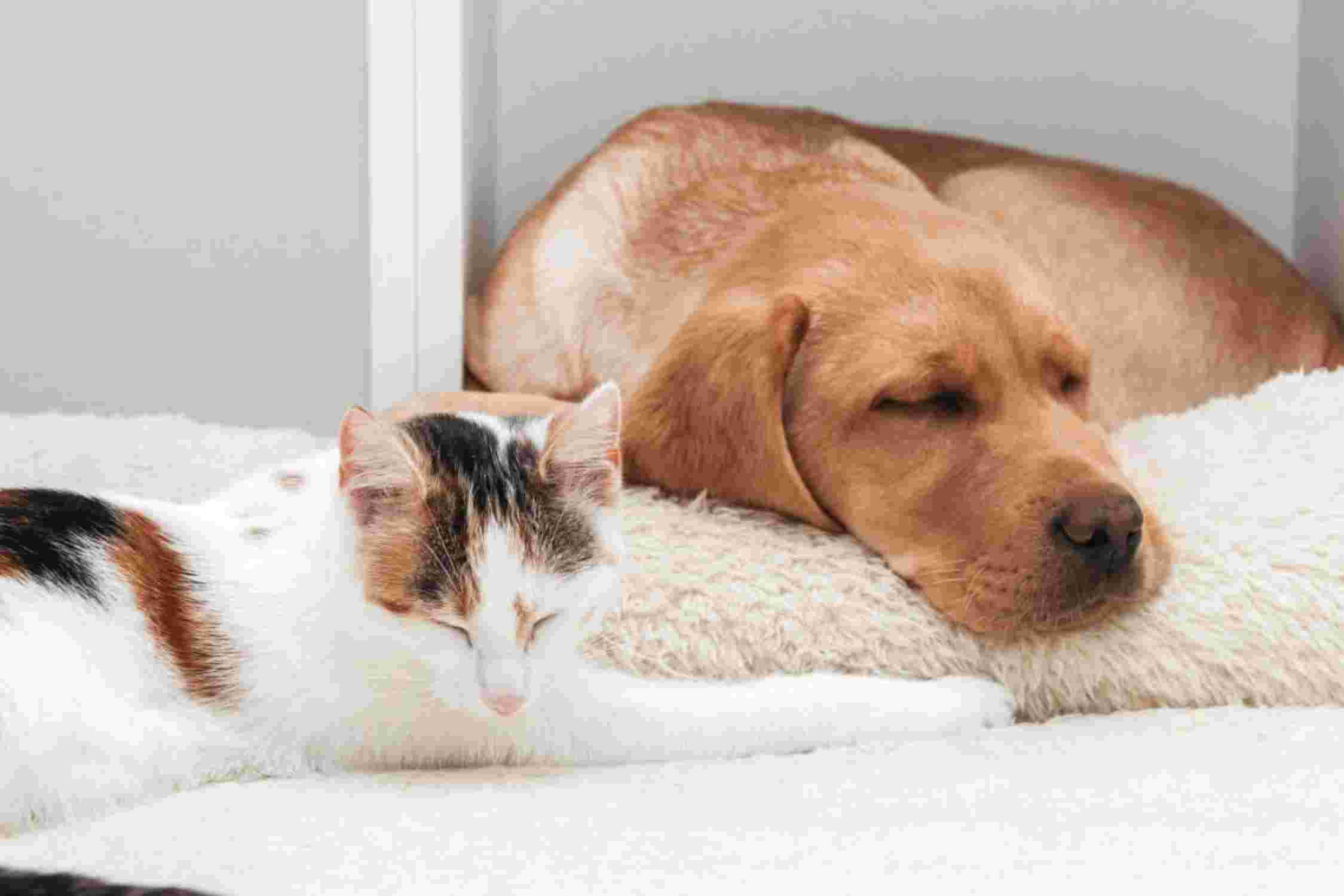 Hund und Katze