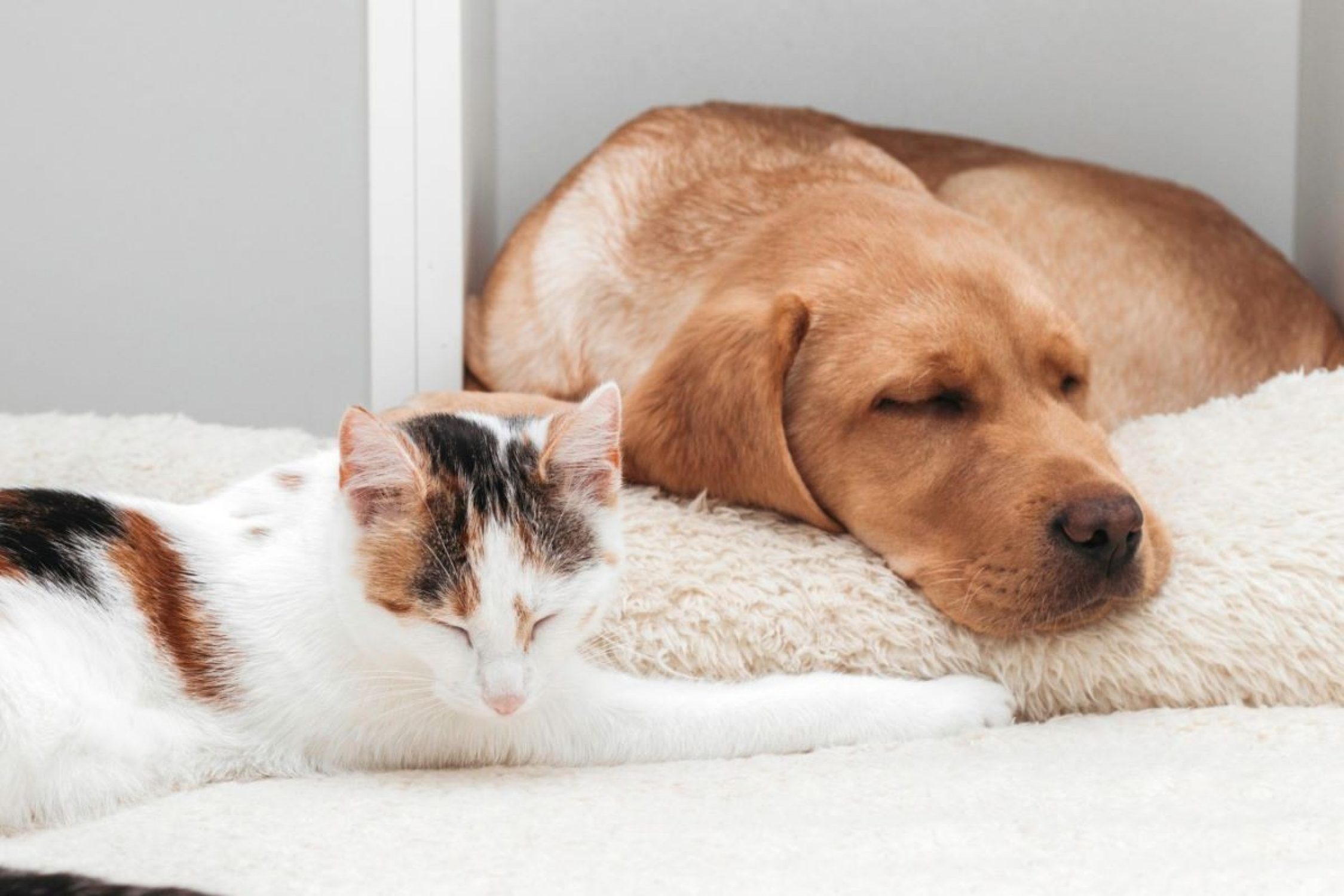 Hund und Katze