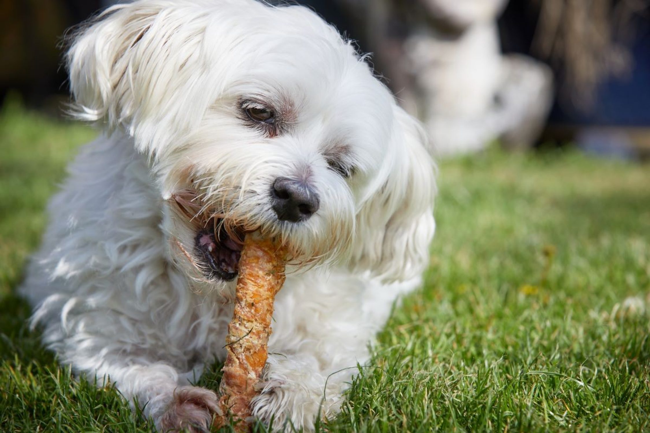 Cher chien maltese online