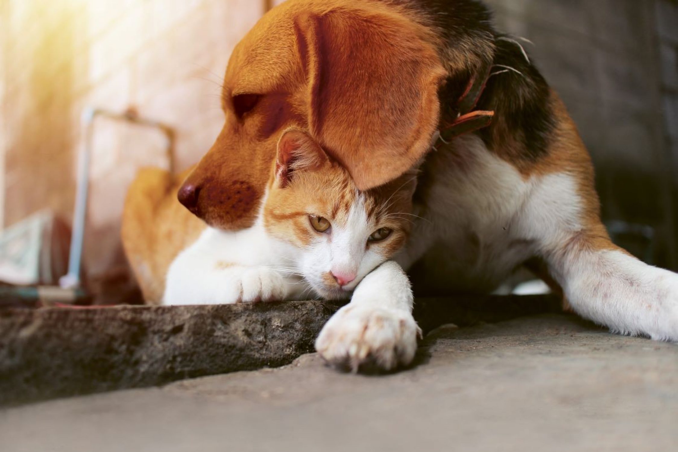 versicherter-hund-und-katze