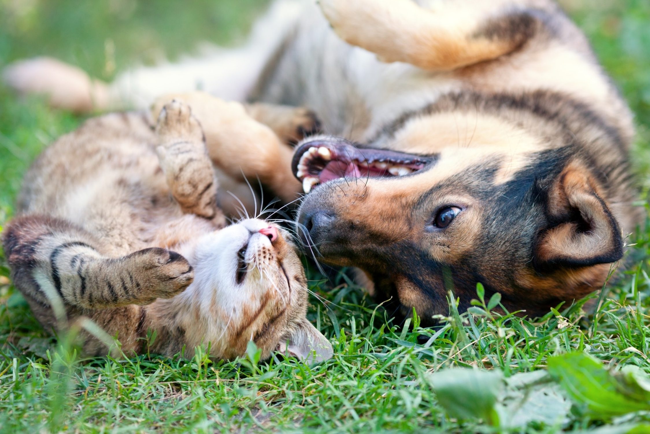 Chat et chien se vautrant dans l’herbe.