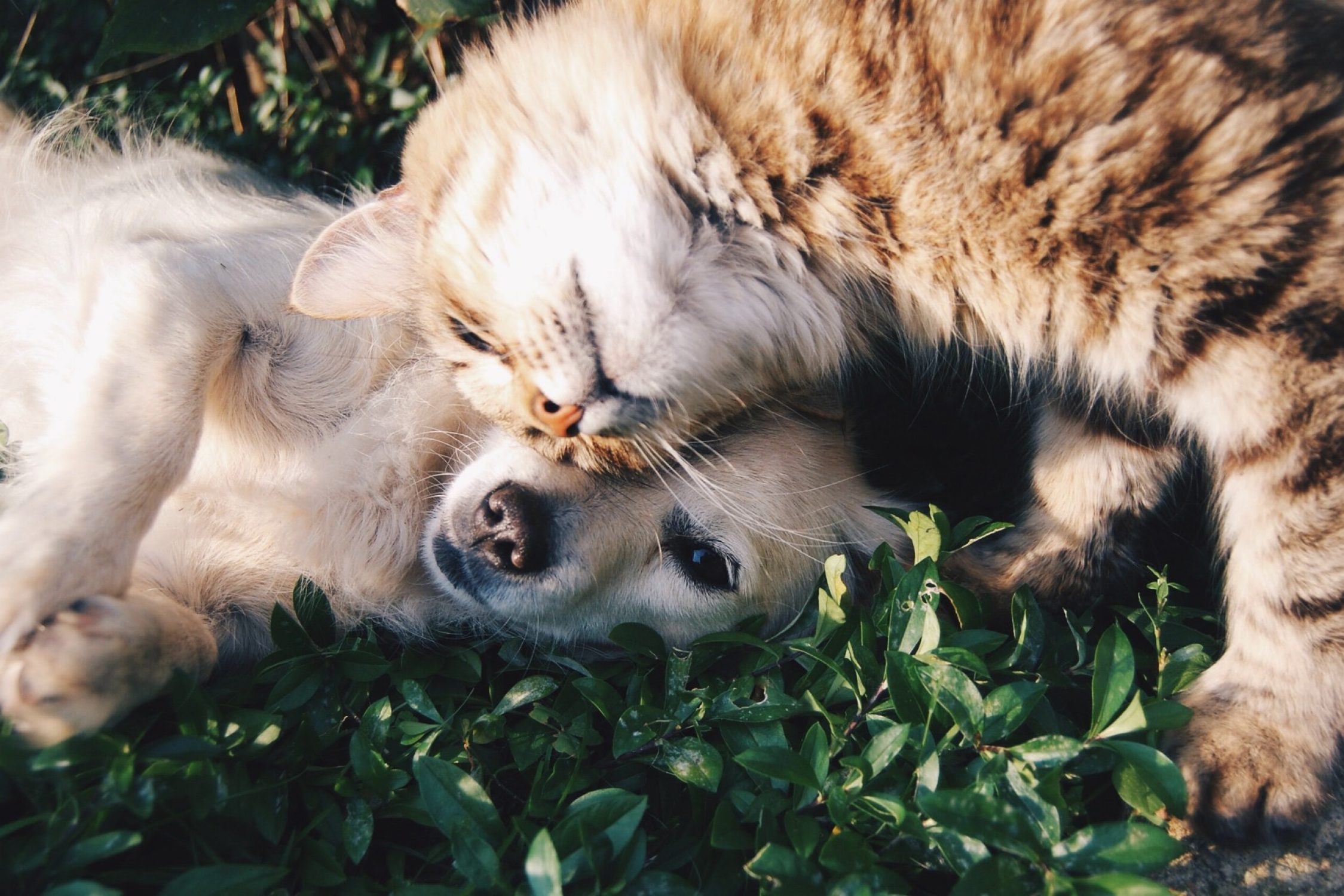 A cat and a dog are cuddelling on grass.